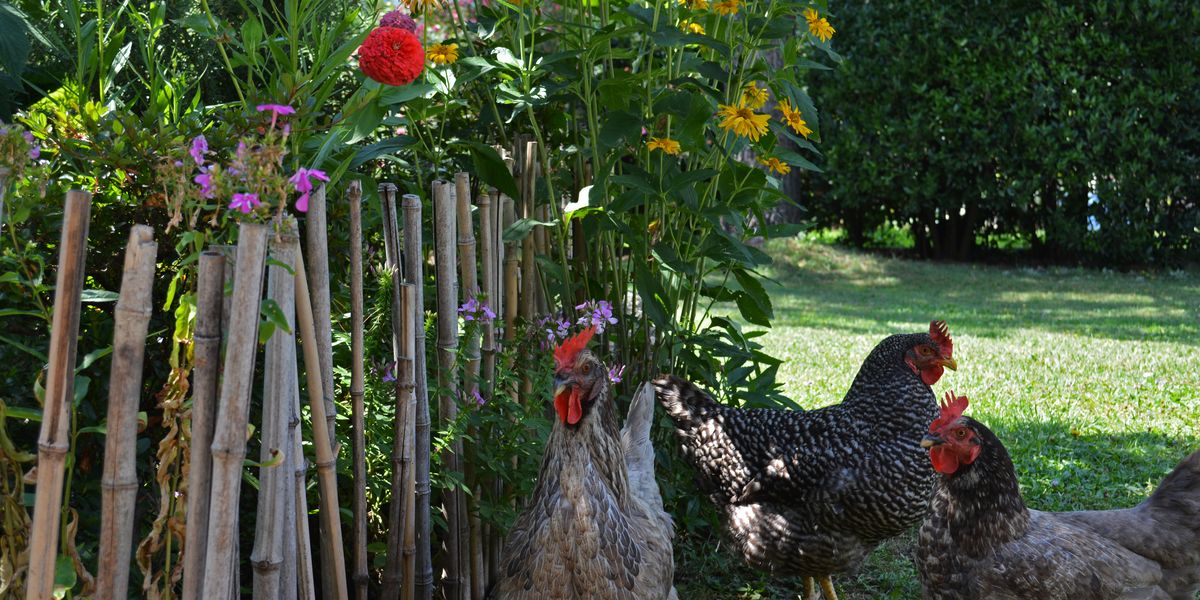 Galline al Residence a Merano